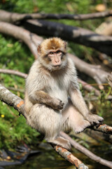 Naklejka na ściany i meble closeup view of Barbary macaque (Macaca sylvanus)