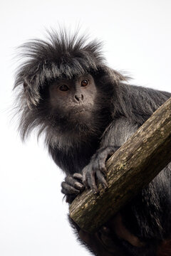 Javan langur (Trachypithecus auratus), also known as the Javan lutung, ebony langur, and ebony leaf monkey
