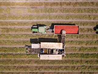 Fototapeta na wymiar Agriculture machinery. Tomato harvester loading a trailer with fresh ripe Red Tomatoes.