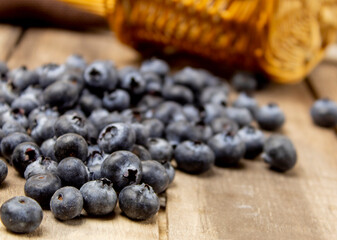 Freshly picked blueberries spilled out of the basket