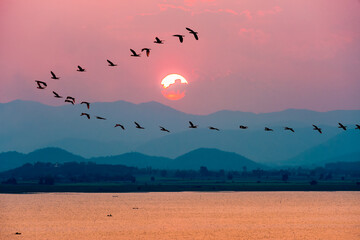 Obrazy na Szkle  Piękna przyroda krajobraz ptaki stada latające z rzędu nad jeziorem wody czerwone słońce na kolorowe niebo podczas zachodu słońca nad górami na tle tamy Krasiao, Suphan Buri w Tajlandii