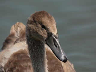 Portrait of young mute swan (Cygnus olor), Gdansk, Poland