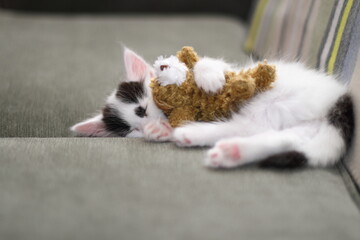 Adorable kitten with teddy bear asleep on the couch.
