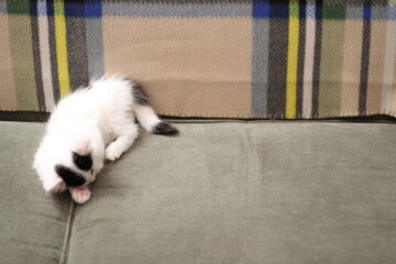 Adorable kitten asleep on the couch.