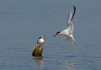 Common Tern feeding a Common/Artic Tern hybrid juvenile