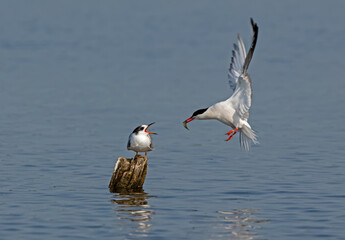 Common Tern feeding a Common/Artic Tern hybrid juvenile