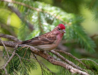 Cassin's finch