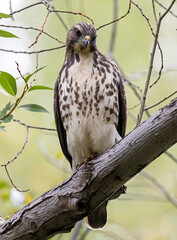 Portrait of a Juvenile Broad-winged Hawk 