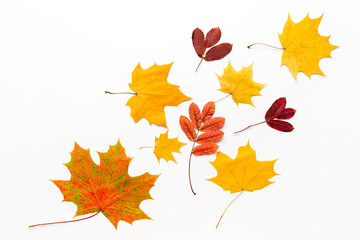 Naklejka na ściany i meble Colored fall yellow and red leaves on a white background. Autumn flat lay