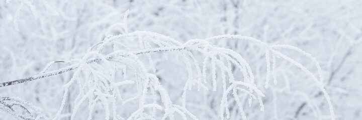 Snow and rime ice on the branches of bushes. Beautiful winter background with trees covered with...