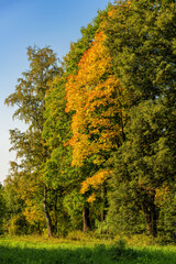 The fiery colours of autumn foliage at sunny day