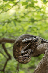 la naturaleza se posa, pero, cuando el hombre se acerca se altera. boa sigma en rama.