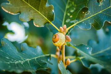 Oak fruits in the canopy of the tree 