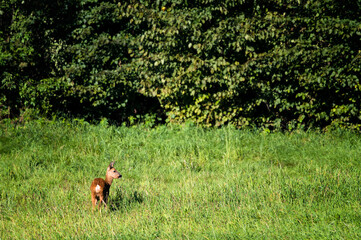 Doe outdoors in nature with forest in the background.