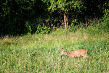 Doe outdoors in nature with forest in the background.