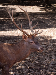 Male deer at the deer bellowing station in the Cazorla National Park