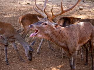 Male deer at the deer bellowing station in the Cazorla National Park
