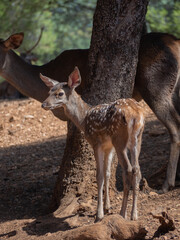 Young deer under tree in Cazorla Natural Park , Jaen . Spain