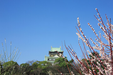 Fototapeta premium 大阪城と梅