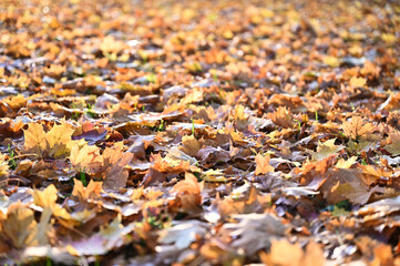 Gelbes buntes Laub (Ahornblätter) liegen auf einer Wiese im Herbst