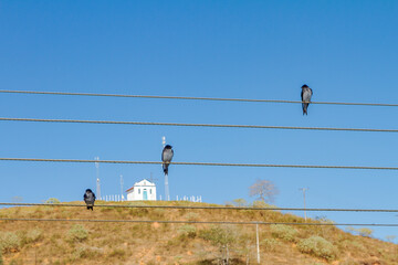 Swallows rest on electrical wiring with the chapel of Santa Rita de Cássia in the background, in...