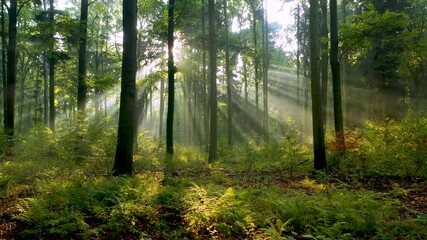 morning in the forest