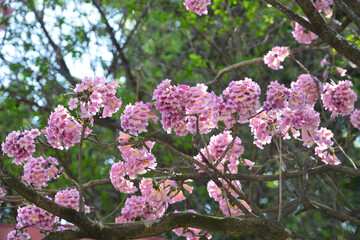 Spring flowers of the same genus as Ippe
