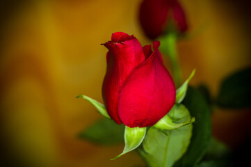 Fototapeta premium Beautiful Red Rose flower. Nature. close up, selective focus