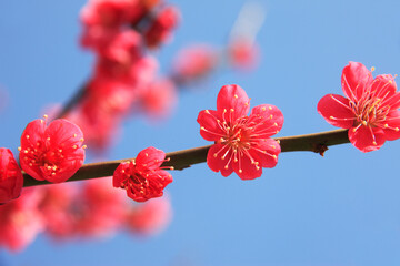 紅梅