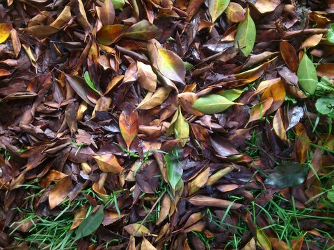 leaves on grass