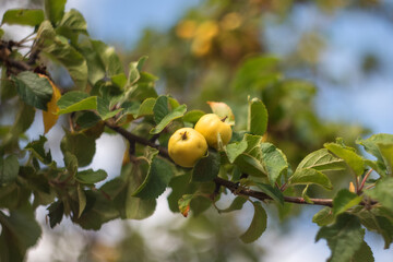 Yellow wild apples ripen on a branch. The Fruit Harvest. Autumn. Soft and selective focus.