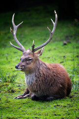 Deer with antlers resting lying on the green grass.