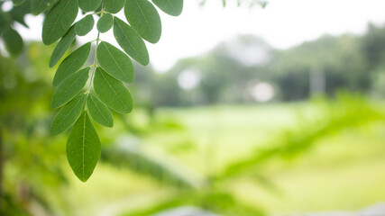 Natural Moringa leaves Green Background. Young Moringa leaves in natural light, alternative medicine plants.
