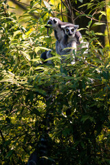 Lemur outdoors in the wild among the leaves.