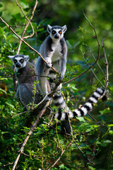 Lemur outdoors in the wild among the leaves.