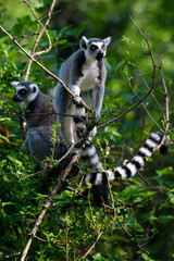 Lemur outdoors in the wild among the leaves.