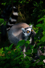 Lemur outdoors in the wild among the leaves.