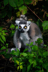 Lemur outdoors in the wild among the leaves.