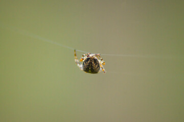 Large spider Araneus hanging on a thread on a web in the forest, arachnid, animal, nature, macro closeup