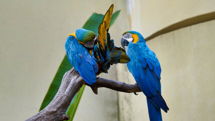 the blue-and-yellow macaw is a large, bright bird with a large wingspan