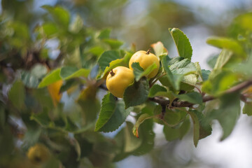 Yellow wild apples ripen on a branch. The Fruit Harvest. Autumn. Soft and selective focus.