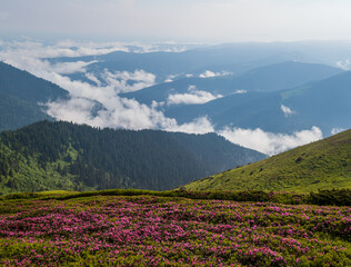 Pink rose rhododendron flowers on misty and cloudy morning summer mountain slope. Marmaros Pip Ivan Mountain, Carpathian, Ukraine.