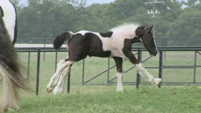Gypsy Vanner Horse foal  runs and plays unbridled