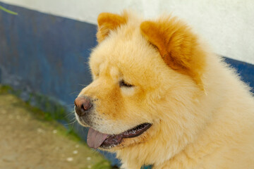 Chow chow dog face detail