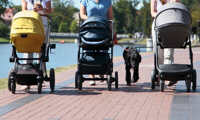 Three babies in strollers and a dog