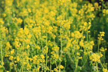 菜の花