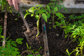 Young seedlings