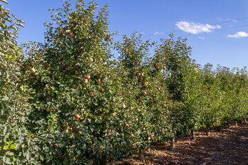 Fototapeta na wymiar Apple trees on a farm in Spain with their bouquets full of apples ready to be harvested