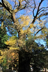 紅葉の雷神社の大イチョウ