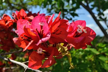 red hibiscus flower